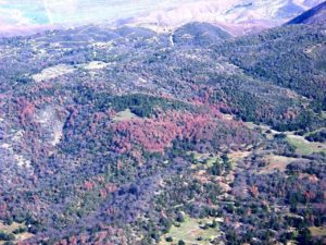 Tree death (brown trees) near Julian in San Diego County