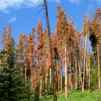 bark beetle tree