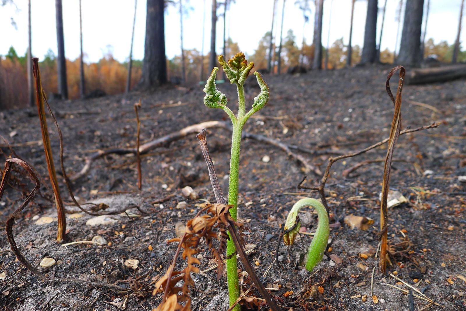 What is a Fire-Use Wildfire and How is it Beneficial to Forests?