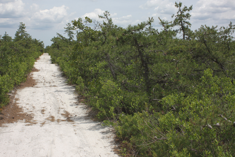 Pine Barrens dwarf forest, Penn State Forest, NJ (photo© Brian W. Schaller / FAL 1.3) (Footnote 1)