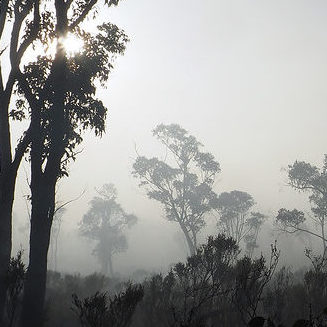 bushfire smoke