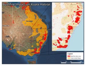 bushfires vs. koala habitat