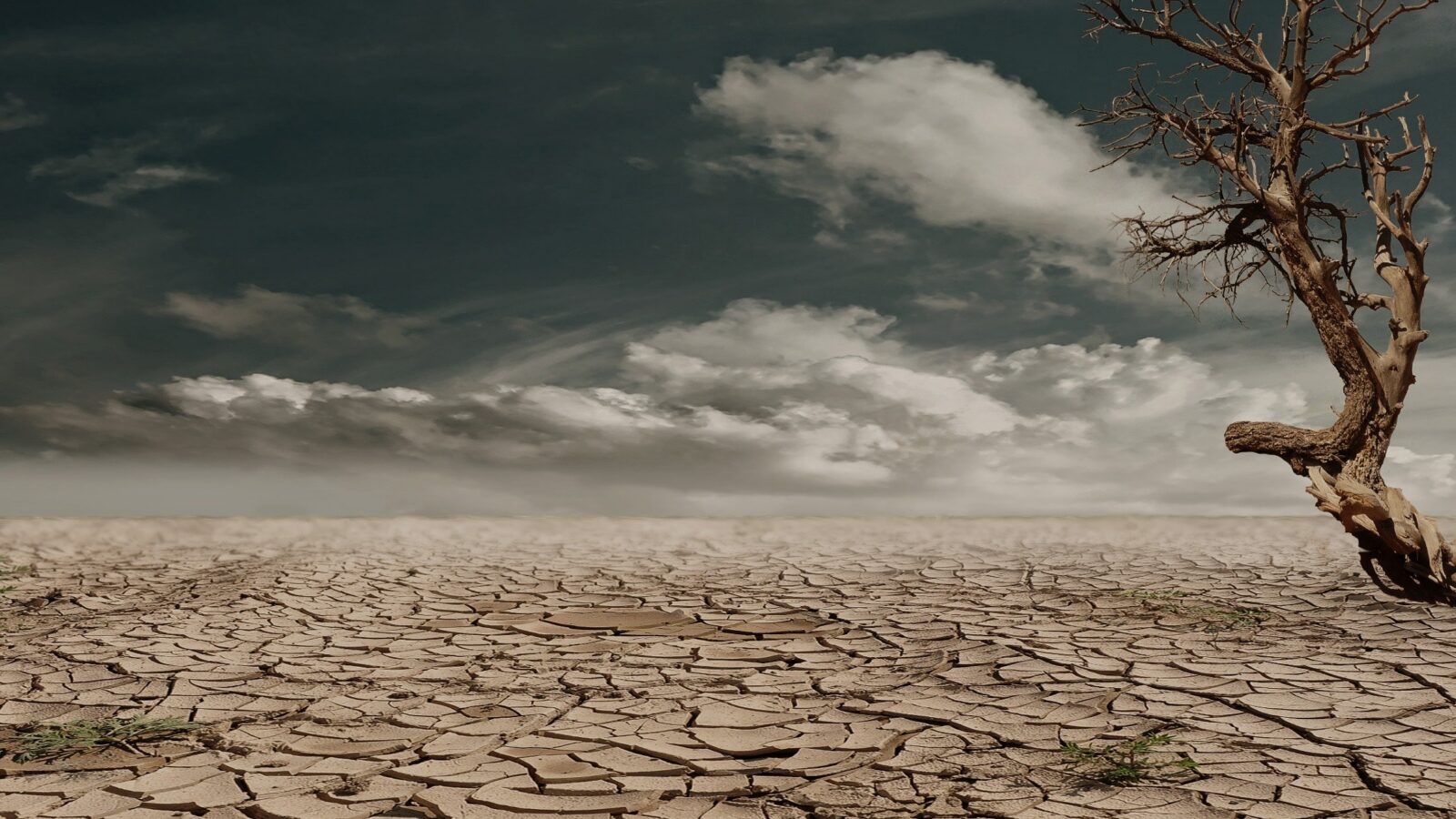 Cracked dry earth and a bare dead tree during drought