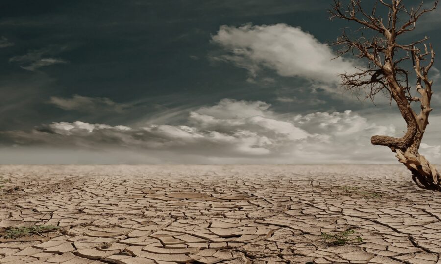 Cracked dry earth and a bare dead tree during drought