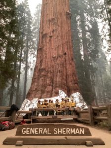 Image showing General Sherman giant sequoia wrapped in fire resistant foil