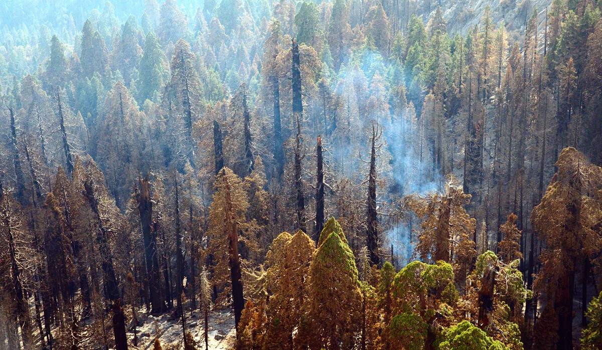 Wildfire Destruction of Giant Sequoias