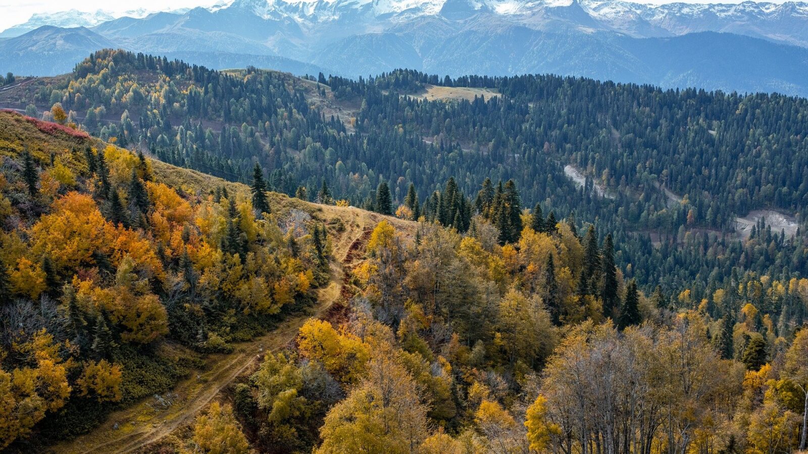 Autumn hillsides of aspen and conifer below snow-capped mountains