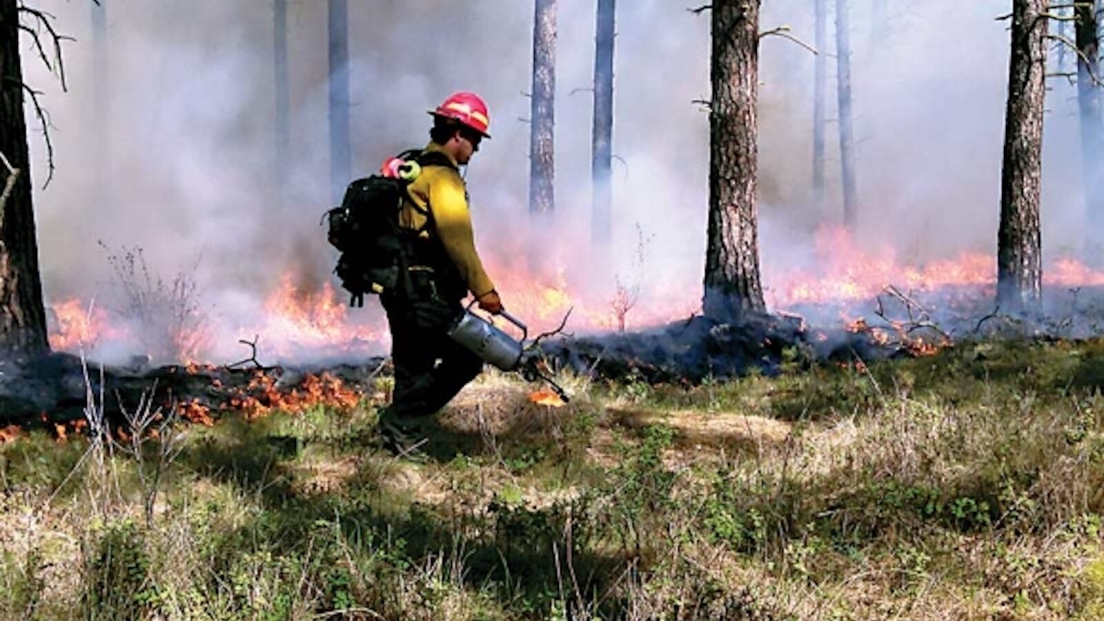 Wildland firefighter walking a low prescribed fire through open pine forest