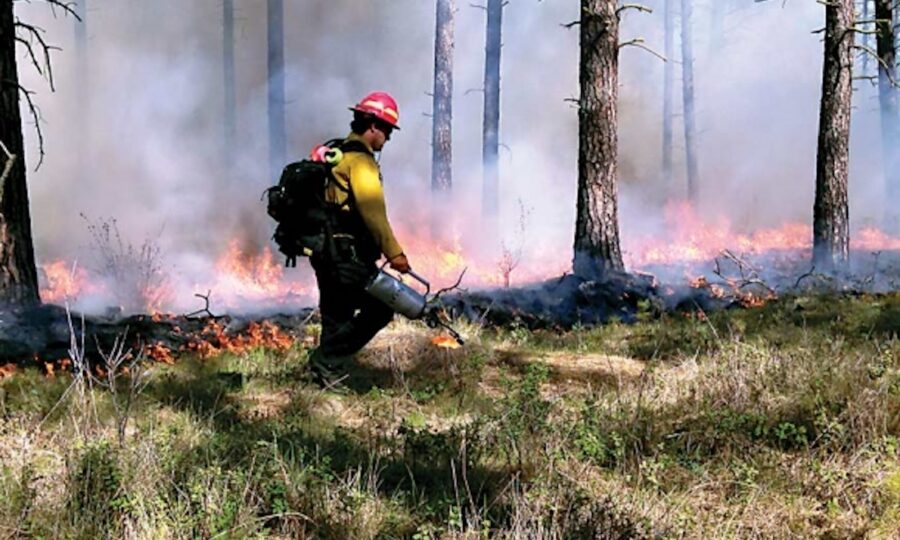 Wildland firefighter walking a low prescribed fire through open pine forest