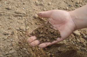Hand scooping dry soil from the ground