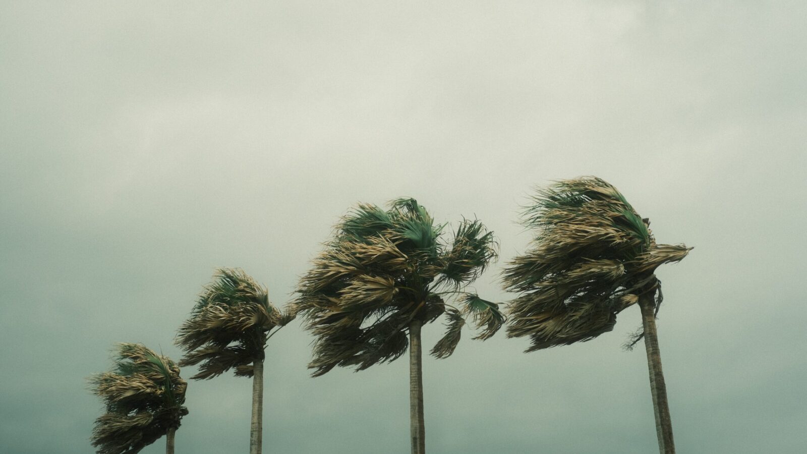Palm trees bent by strong wind under a storm sky