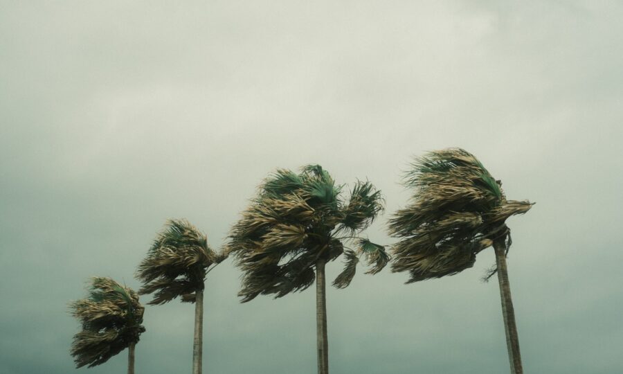 Palm trees bent by strong wind under a storm sky