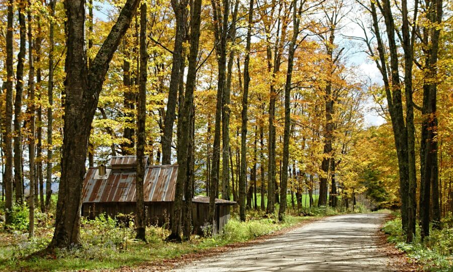 Rail fence along a dirt road through autumn hardwood forest