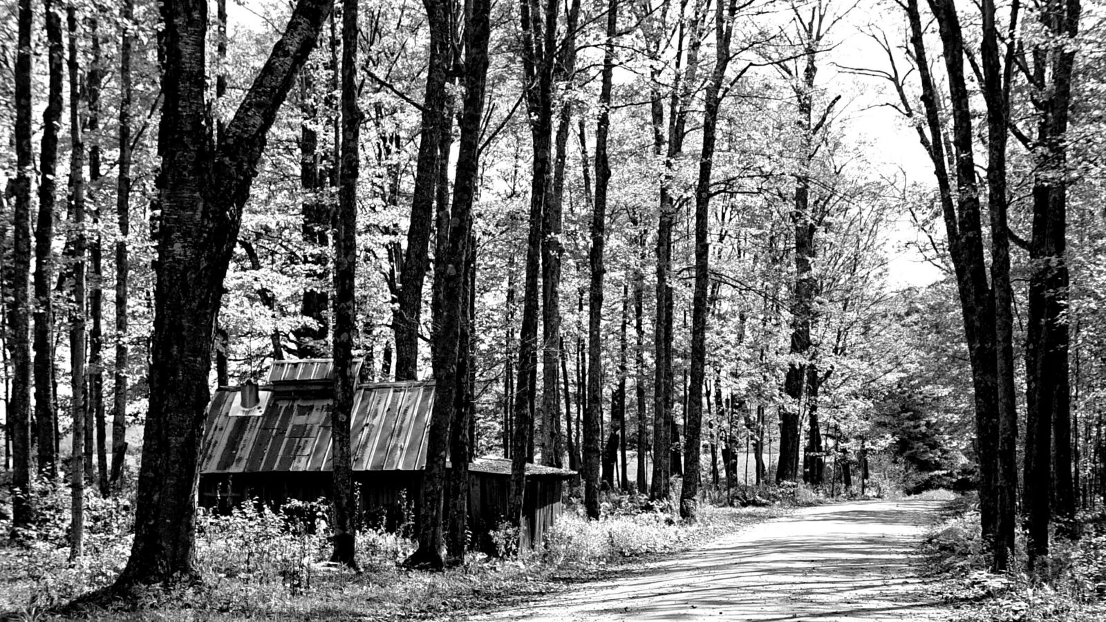 The same autumn forest road rendered in black and white