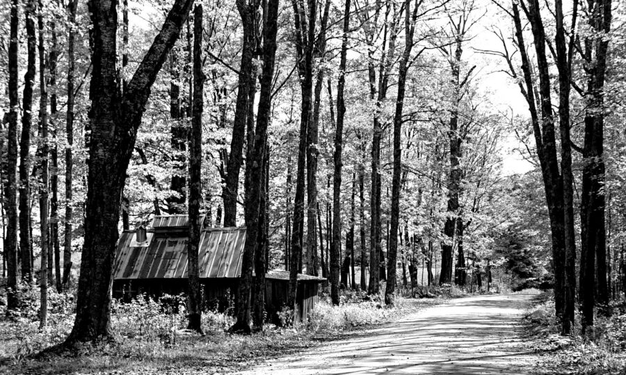 The same autumn forest road rendered in black and white
